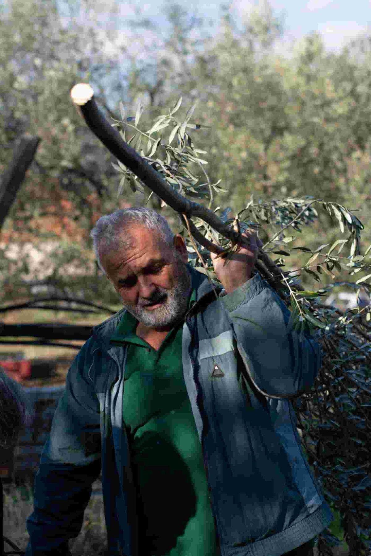 Andalucía vuelve a suspender la recogida nocturna de aceituna: así se recogía antes y cómo ha cambiado en 60 años