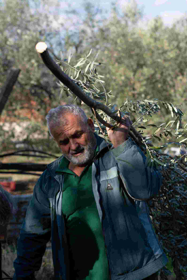 Andalucía vuelve a suspender la recogida nocturna de aceituna: así se recogía antes y cómo ha cambiado en 60 años
