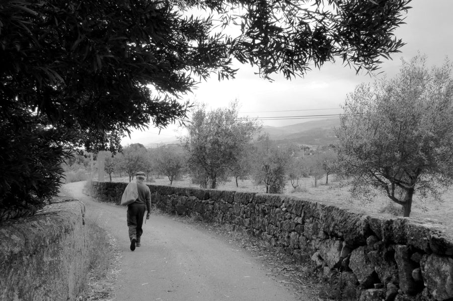 La generación que recogía aceitunas a mano: así era una campaña en Andalucía hace 60 años