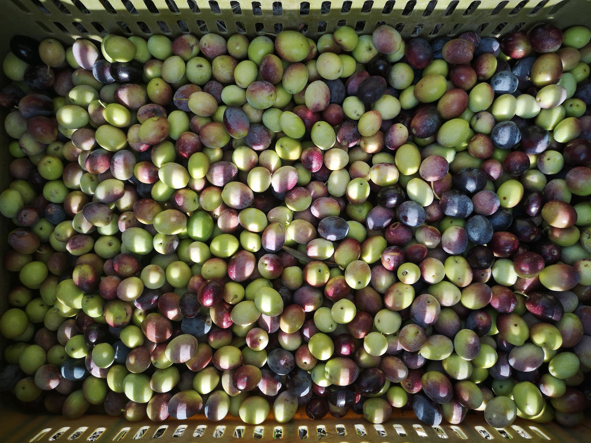Aceite de oliva picual: características, propiedades y usos