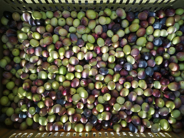 Aceite de oliva picual: características, propiedades y usos
