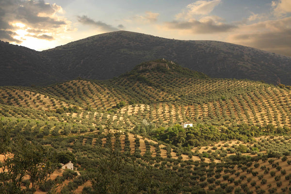 España produce casi la mitad del aceite de oliva del mundo: cómo llegó a dominar el sector (y qué amenaza ese liderazgo)